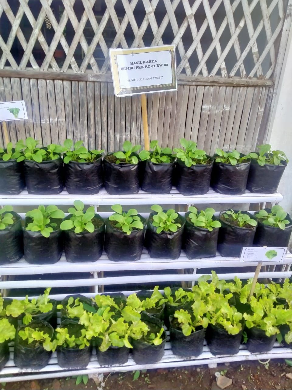 Peringati Kemerdekaan Indonesia ke-76 PKK Desa Talok Gandeng STIKes Kepanjen Adakan lomba TOGA dan Lingkungan Sehat (7)